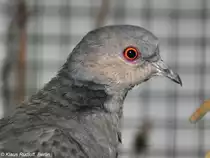 Trauerturteltaube (Streptopelia lugens) auf der Landesvogelschau Recklinghausen (Januar 2014).