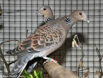 Meena-Taube oder Orient-Turteltaube (Streptopelia orientalis) auf der Landesvogelschau Recklinghausen (Januar 2014).