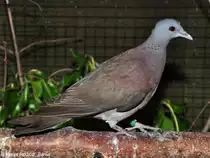Madagaskar-Turteltaube (Streptopelia picturata) auf der Landesvogelschau Recklinghausen (Januar 2014).