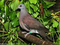 Madagaskar-Turteltaube (Streptopelia picturata) auf der Landesvogelschau Recklinghausen (Januar 2014).