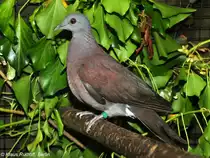 Madagaskar-Turteltaube (Streptopelia picturata) auf der Landesvogelschau Recklinghausen (Januar 2014).