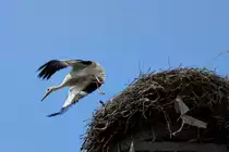 Jungstorch-Geschwisterpaar hebt aus dem elterlichen Nest ab. - 04.08.2015