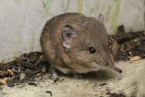 Kurzohrrsselspringer (Macroscelides proboscideus) am 3.8.2010 im Frankfurter Zoo.