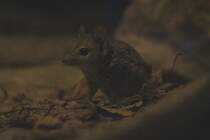 Doppelkamm-Beutelmaus oder Kowari (Dasyuroides byrnei) am 3.8.2010 im Frankfurter Zoo.
