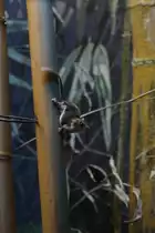 Australischer Zwerggleitbeutler (Acrobates pygmaeus) am 3.8.2010 im Frankfurter Zoo.