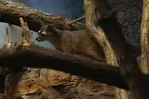 Nordamerikanische Katzenfrett (Bassariscus astutus) am 3.8.2010 im Frankfurter Zoo.