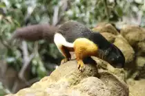 Prevost-H�rnchen (Callosciurus prevostii) am 3.8.2010 im Frankfurter Zoo.