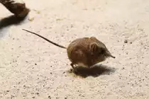 Kurzohrr�sselspringer (Macroscelides proboscideus) am 3.8.2010 im Frankfurter Zoo.