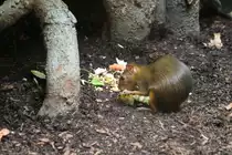 Gr�ne Acouchi oder Zwergaguti (Myoprocta pratti) am 3.8.2010 im Frankfurter Zoo.