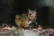 Kleinkantschil (Tragulus javanicus) am 3.8.2010 im Frankfurter Zoo.