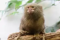 Zwergseiden�ffchen (Cebuella pygmaea) am 3.8.2010 im Frankfurter Zoo.