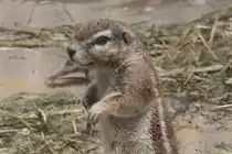 Kap-Borstenh�rnchen (Xerus inauris) am 3.8.2010 im Frankfurter Zoo.