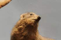 Klippschliefer oder Klippdachs (Procavia capensis) am 3.8.2010 im Frankfurter Zoo.