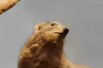 Klippschliefer oder Klippdachs (Procavia capensis) am 3.8.2010 im Frankfurter Zoo.