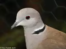 Afrika-Lachtaube (Streptopelia roseogrisea) auf der Landesvogelschau Recklinghausen (Januar 2014).