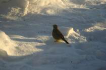 Goldammer am 1.1.2009 an einem Futterplatz in Torpshammar.