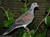 Eigentliche Turteltaube (Streptopelia turtur) auf der Landesvogelschau Recklinghausen (Januar 2014).