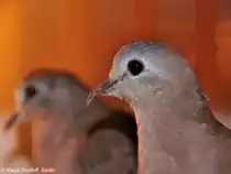 Erzfleckt�ubchen (Turtur abyssinicus) auf der Landesvogelschau Recklinghausen (Januar 2014).