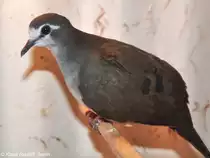 Tamburint�ubchen (Turtur tympanistria) auf der Landesvogelschau Recklinghausen (Januar 2014).