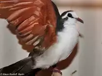 Tamburint�ubchen (Turtur tympanistria) auf der Landesvogelschau Recklinghausen (Januar 2014).