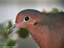 Socorrotaube (Zenaida graysoni) auf der Landesvogelschau Recklinghausen (Januar 2014).