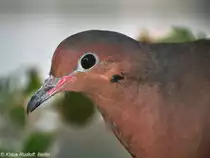 Socorrotaube (Zenaida graysoni) auf der Landesvogelschau Recklinghausen (Januar 2014).