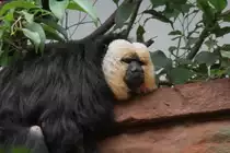 Wei�kopfsaki (Pithecia pithecia) am 3.8.2010 im Frankfurter Zoo.