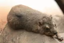 Klippschliefer oder Klippdachs (Procavia capensis) am 3.8.2010 im Frankfurter Zoo.