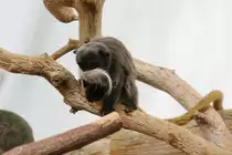 Rotschw�nziger Kaiserschnurrbarttamarin (Saguinus imperator subgrisescens) am 3.8.2010 im Frankfurter Zoo.