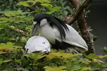 Kahnschnabel (Cochlearius cochlearius) am 3.8.2010 im Frankfurter Zoo.