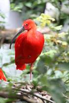 Scharlachsichler (Eudocimus ruber) am 3.8.2010 im Frankfurter Zoo.