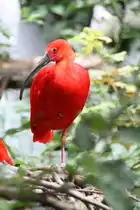 Scharlachsichler (Eudocimus ruber) am 3.8.2010 im Frankfurter Zoo.