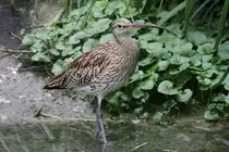 Gro�er Brachvogel (Numenius arquata) am 3.8.2010 im Frankfurter Zoo.
