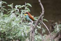 Bienenfresser (Merops apiaster) am 3.8.2010 im Frankfurter Zoo.
