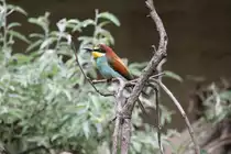 Bienenfresser (Merops apiaster) am 3.8.2010 im Frankfurter Zoo.