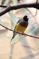 Gouldamadine (Chloebia gouldiae) am 3.8.2010 im Frankfurter Zoo.