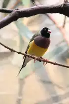 Gouldamadine (Chloebia gouldiae) am 3.8.2010 im Frankfurter Zoo.