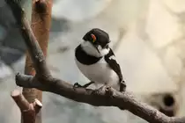 Braunkehl-Lappenschn�pper oder auch nur Lappenschn�pper (Platysteira cyanea) am 3.8.2010 im Frankfurter Zoo.