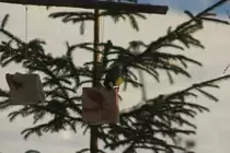 Eine Kohlmeise beisst sich ein St�ck Speck ab. Torpshammar 1.1.2009. 