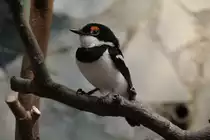 Braunkehl-Lappenschn�pper oder auch nur Lappenschn�pper (Platysteira cyanea) am 3.8.2010 im Frankfurter Zoo.