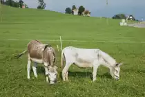 Zwei Maulesel stehen auf der Weide und fressen (10.08.2015 bei Gais/AR)