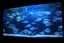 Ein Schwarm Goldbrassen im Str�mungsbecken des SeaLifeCenters in Berlin am 3.4.2009.