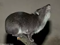 Steppenwald-Baumschliefer (Dendrohyrax arboreus) im Zoo und Botanischen Garten Pilsen (Plzen, Februar 2011).