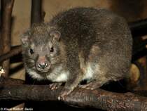 Steppenwald-Baumschliefer (Dendrohyrax arboreus) im Zoo und Botanischen Garten Pilsen (Plzen, August 2013).