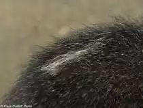 R�ckenfleck eines Steppenwald-Baumschliefers (Dendrohyrax arboreus) im Zoo und Botanischen Garten Pilsen (Plzen, Juni 2010).