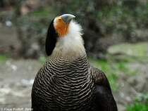 Schopfkarakara (Polyborus plancus oder Caracara plancus) im Zoologischen Garten Berlin (April 2015)