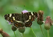 Landk�rtchen der Sommergeneration 