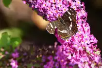 . Landk�rtchen der Sommergeneration (Araschnia levana f. prorsa) 18.07.2015  (Jeanny)