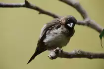 Spitzschwanz-Bronzem�nnchens (Lonchura striata) am 3.8.2010 im Frankfurter Zoo.