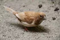Das Japanische M�vchen ist eine domestizierte Form des Spitzschwanz-Bronzem�nnchens (Lonchura striata), 3.8.2010 im Frankfurter Zoo.